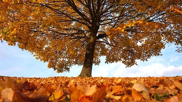 autumn 1795950 640