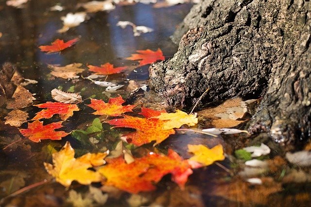 Image by Jill Wellington from Pixabay