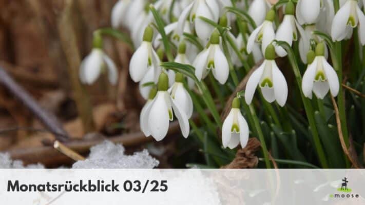 Monatsrueckblick emoose 02 24